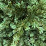 verde cu varfuri argintii